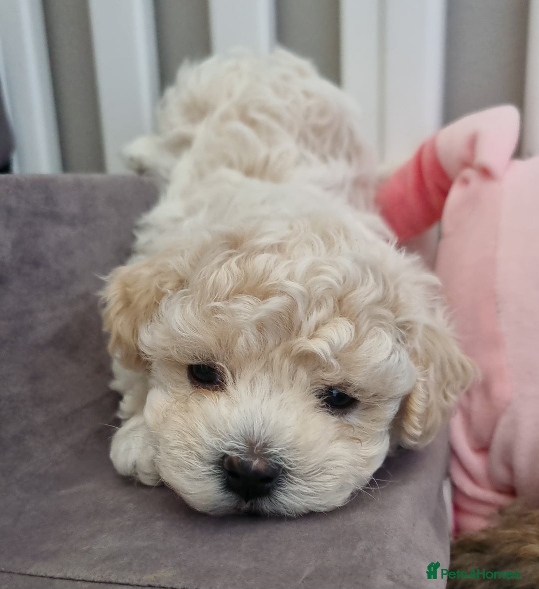 Maltipoo dogs for sale: Rare F2 Toy Maltipoos, DNA Clear + Basic Training - Image 26