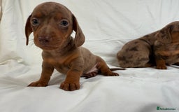 Miniature Dachshund dogs for sale: Dachshund puppy’s for sale - Image 11