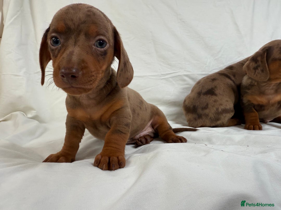 Miniature Dachshund dogs for sale: Dachshund puppy’s for sale - Image 11