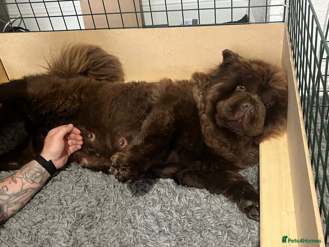 Chow Chow dogs for sale: Lilac and chocolate chows AT carriers  - Image 4