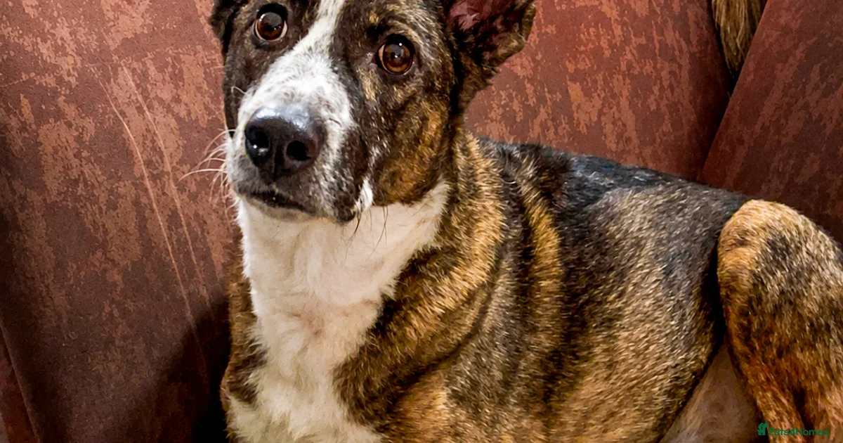 Cuddle Bug Dogs Cisco - low energy cuddle bug! for adoption in London | Pets4Homes