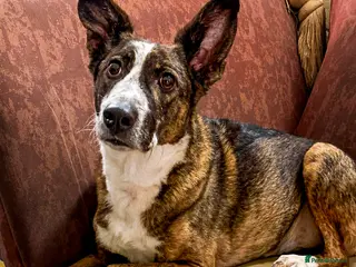 Mixed Breed dogs for adoption: Cisco - low energy cuddle bug! - Advert 4