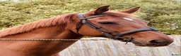 British Warmblood horses for sale: Stunning 16.1 warmblood mare  - Advert 7