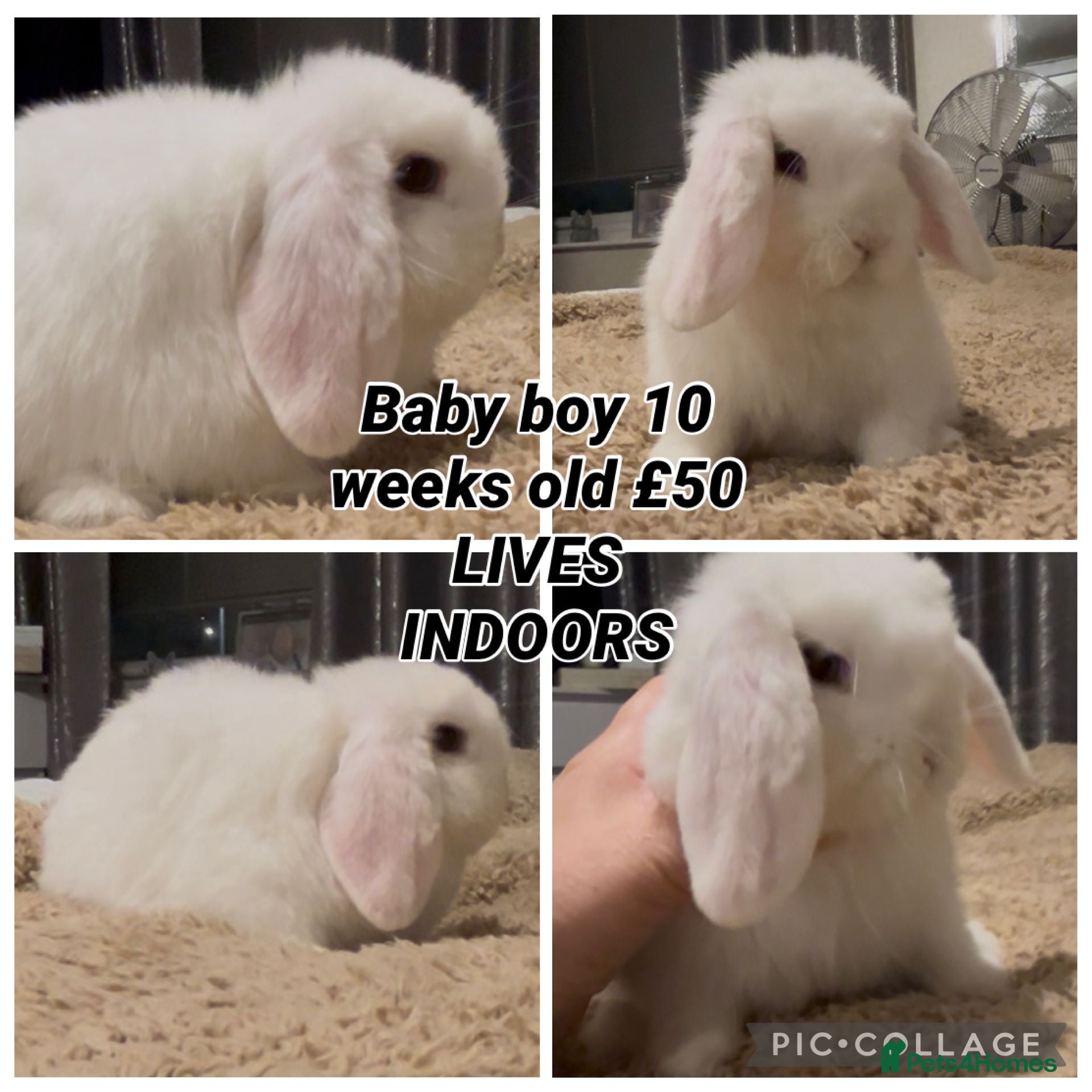 Mini Lop rabbits PEDIGREE MINI LOP BABIES READY NOW  - Advert 17