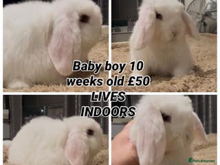 Mini Lop rabbits PEDIGREE MINI LOP BABIES READY NOW - Advert 15