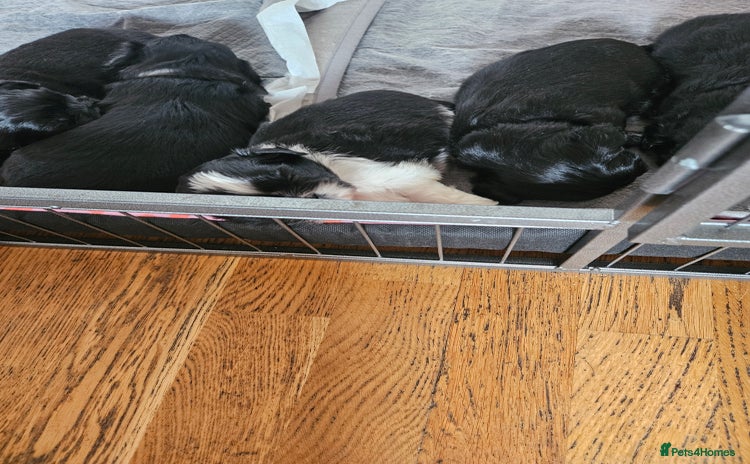 Shih Tzu dogs - Advert 5