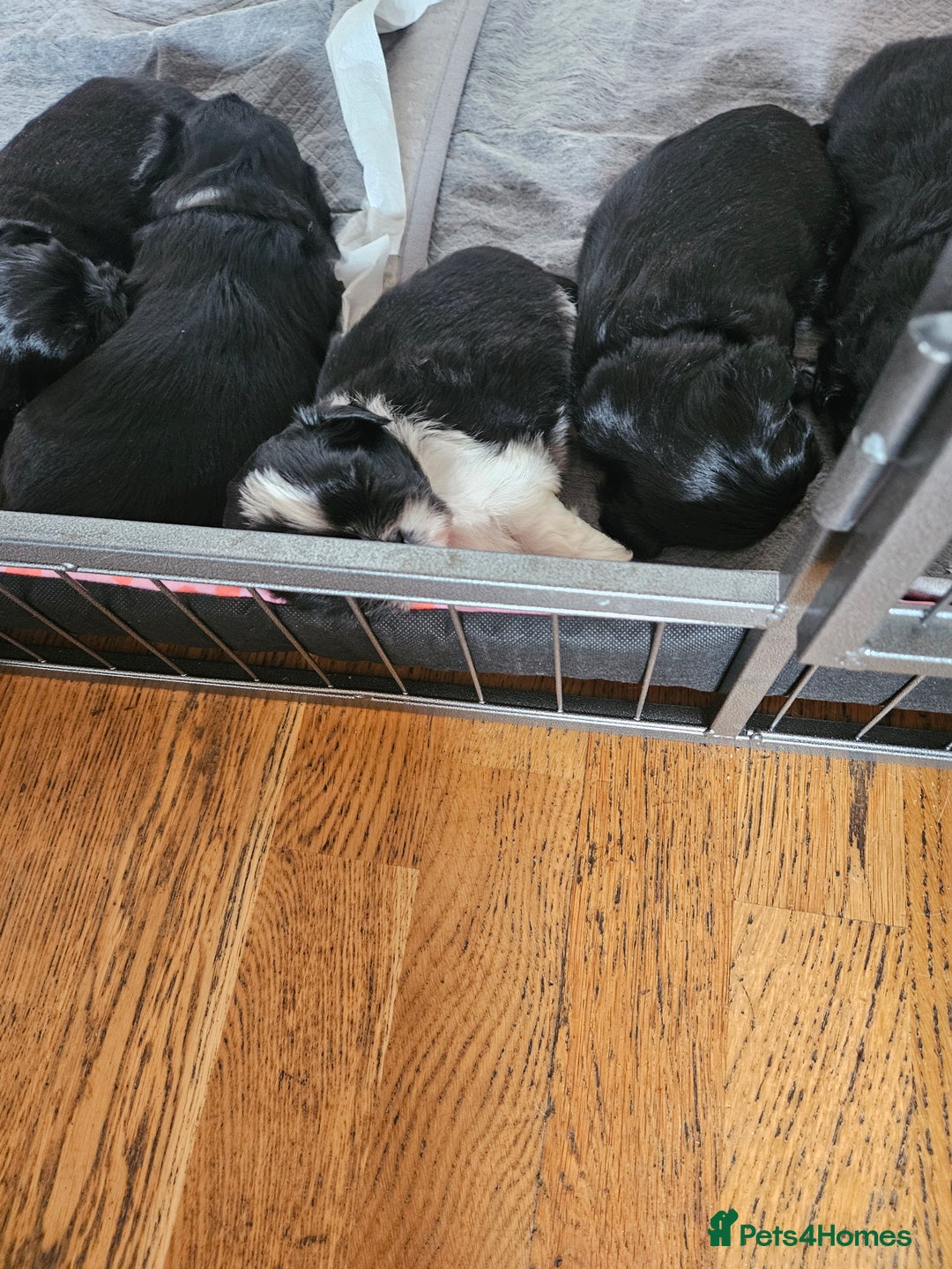 Shih Tzu dogs for sale: Stunning Shih tzu - Image 1
