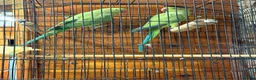 Ringnecks birds for sale: Indian ringneck  in London - Advert 4