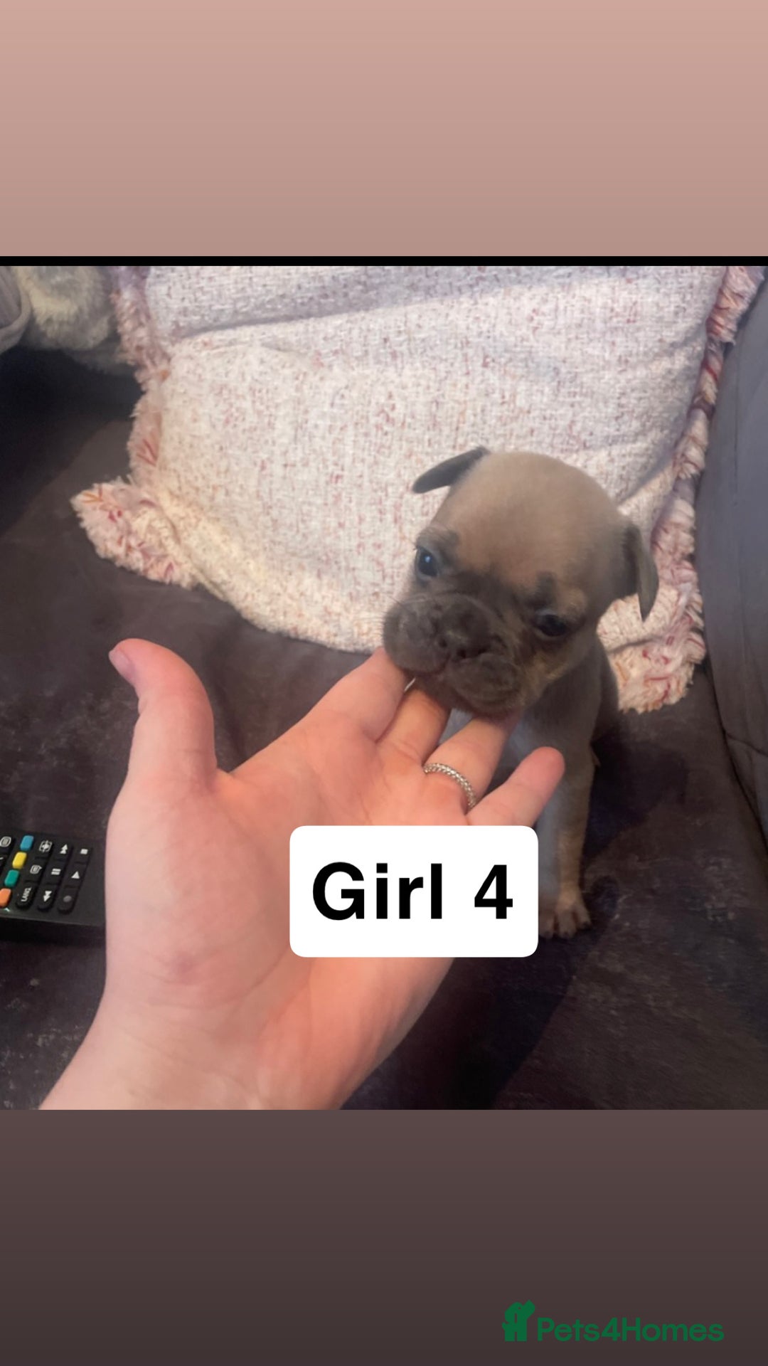 French Bulldog dogs for sale: 7 week old French bulldog puppies  - Image 2