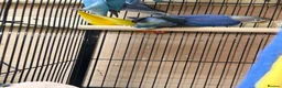 Lovebirds birds for sale: Baby lovebirds - Advert 5
