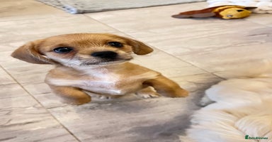 Mixed Breed dogs - Advert 14