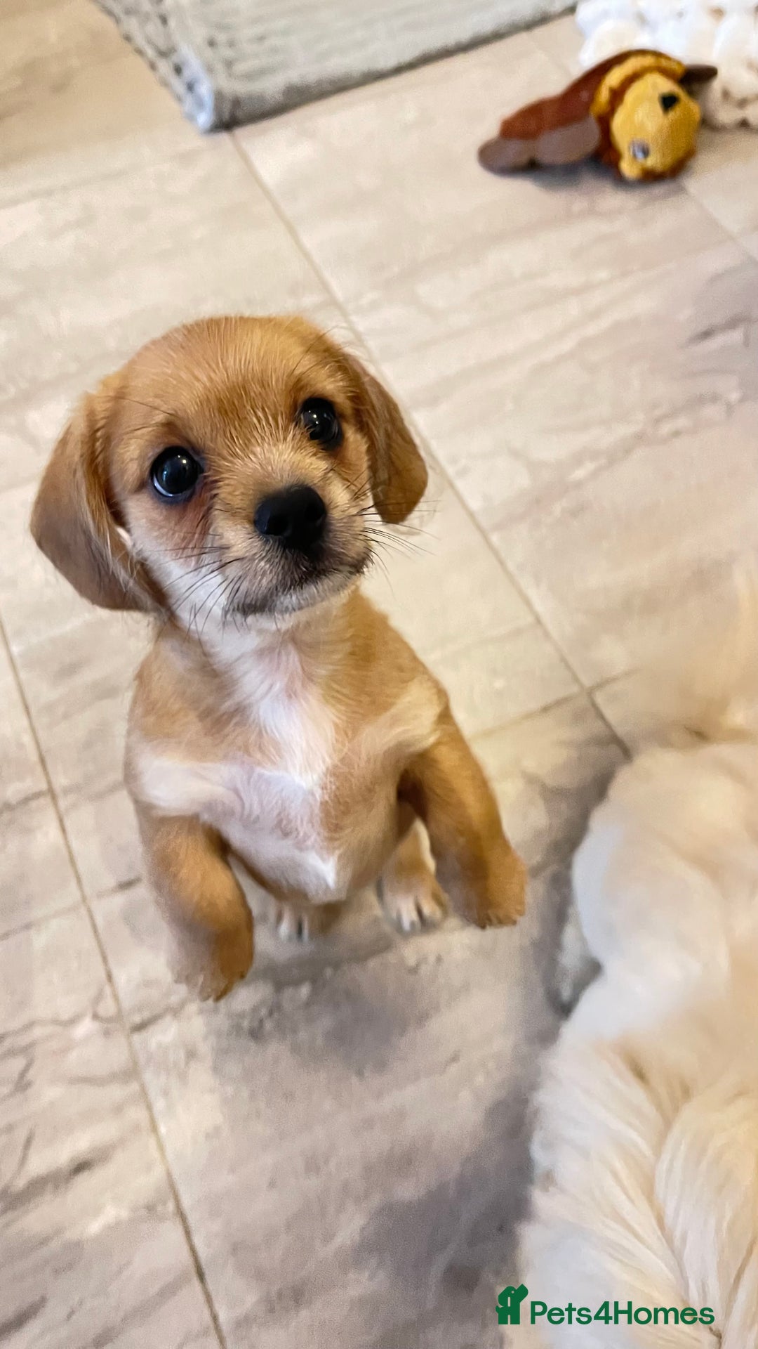 Mixed Breed dogs for sale: SCHWEENIE  .. Just one little boy pup left 🥰 - Image 2