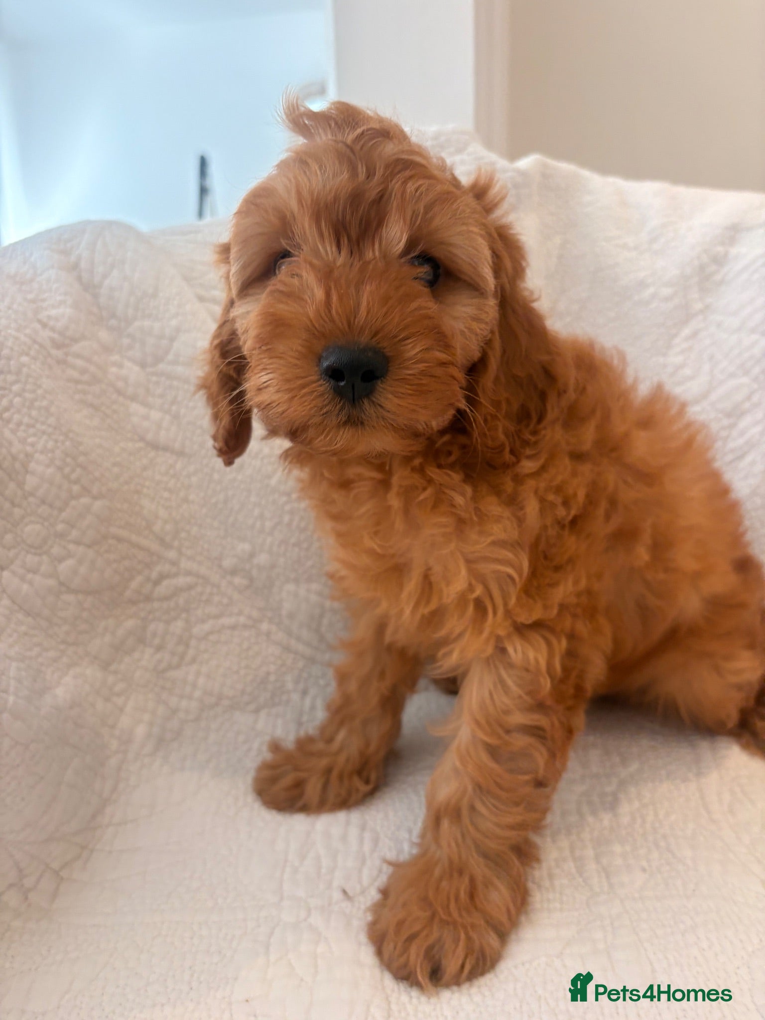 Cavapoo dogs LICENSED BREEDER HEALTH TESTED CAVAPOOS - Advert 1