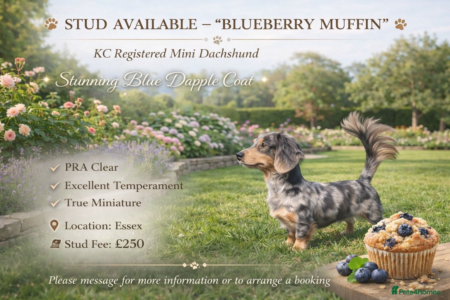 Miniature Dachshund dogs Blueberry muffin  - Advert 1