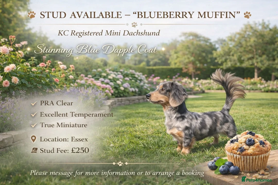 Miniature Dachshund dogs for stud: Blueberry muffin  - Advert 1