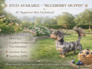 Miniature Dachshund dogs Blueberry muffin - Advert 1