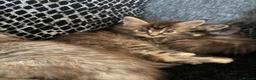 Maine Coon cats for sale: Main coon kittens  in Cumnock - Advert 8