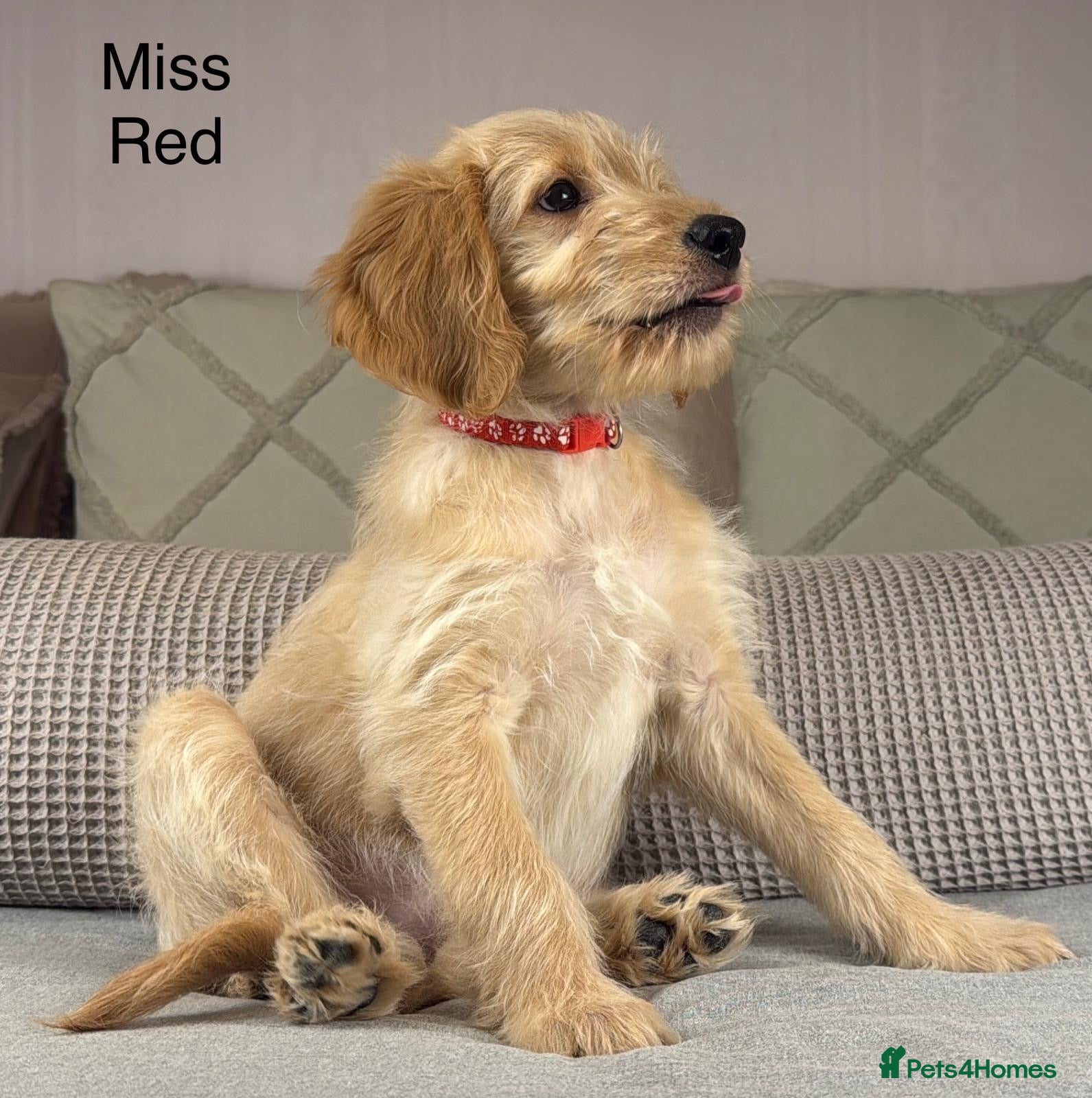 Goldendoodle dogs BEAUTIFUL HEALTHY LOVING PUPPIES  - Advert 1