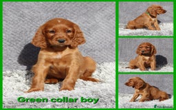 Irish Setter dogs for sale: Outstanding KC Reg Irish Setter puppies  - Image 10