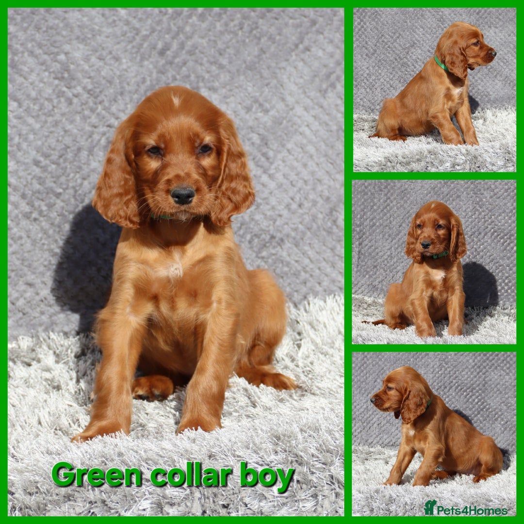 Irish Setter dogs for sale: Outstanding KC Reg Irish Setter puppies  - Image 10