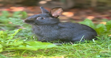 Netherland Dwarf rabbits - Advert 3