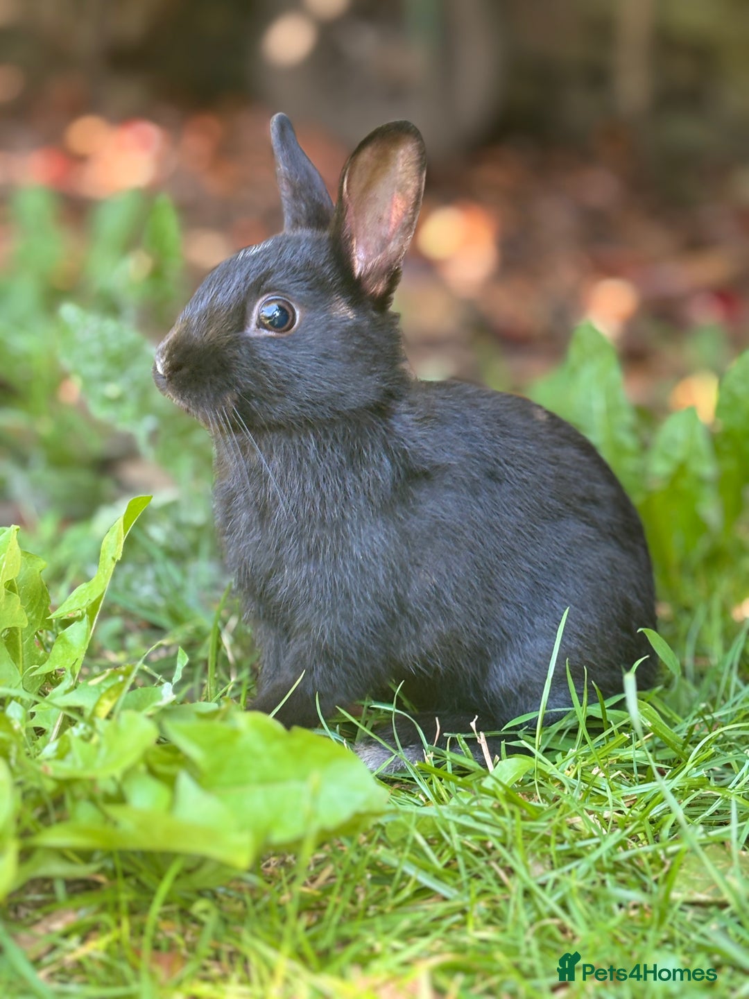 Netherland Dwarf rabbits for sale: Spectacular and Full of Life Netherland Dwarf - Image 2