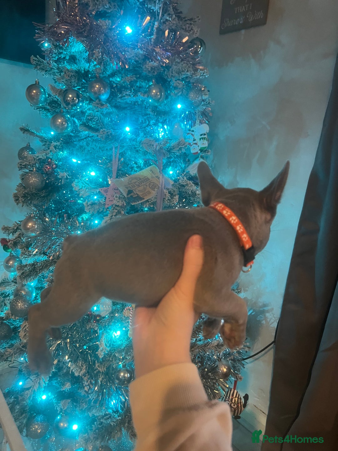 French Bulldog dogs for sale: French bulldog puppies - Advert 15