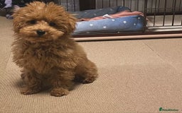 Toy Poodle dogs for sale: Red toy poodle puppies  - Image 3