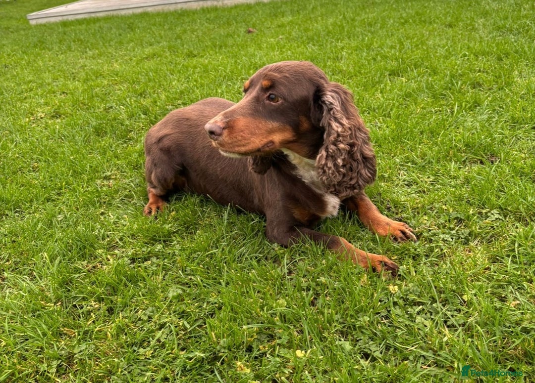 Cocker Spaniel dogs for sale: Cocker Spaniel  - Advert 2