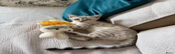 Bengal cats for sale: Beautiful TICA Registered Snow Bengal Kitten in London - Advert 1