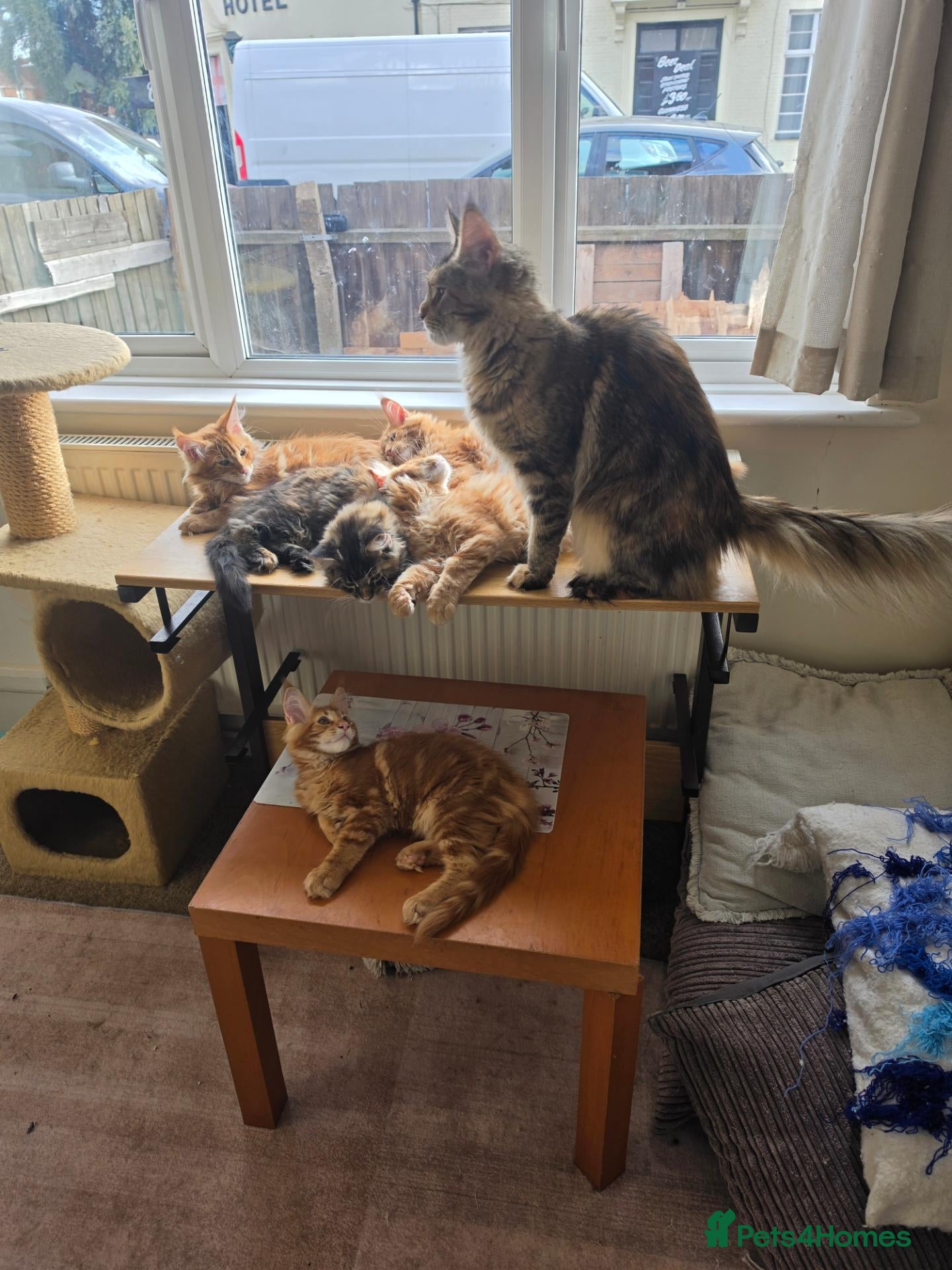 Maine Coon cats Maine coon kittens - Advert 5