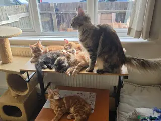 Maine Coon cats Maine coon kittens - Advert 5
