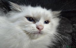 Ragdoll cats for sale: Beautiful Ragdoll babies  - Image 4