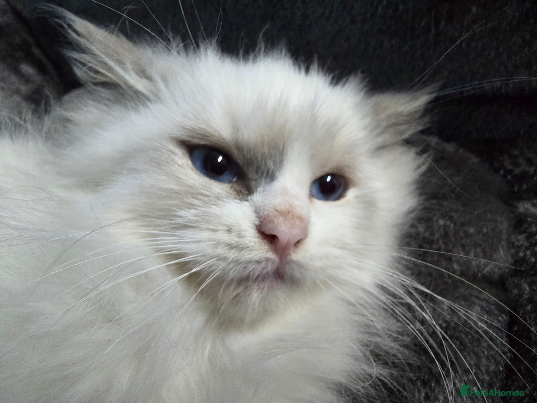 Ragdoll cats for sale: Beautiful Ragdoll babies  - Image 4