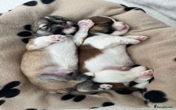 Lhasa Apso dogs for sale: Beautiful Lhasa apso puppies 🐶  - Image 29