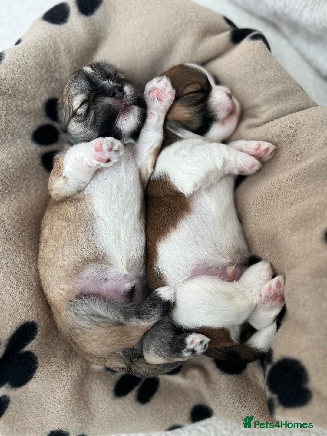 Lhasa Apso dogs for sale: Beautiful Lhasa apso puppies 🐶  - Image 29