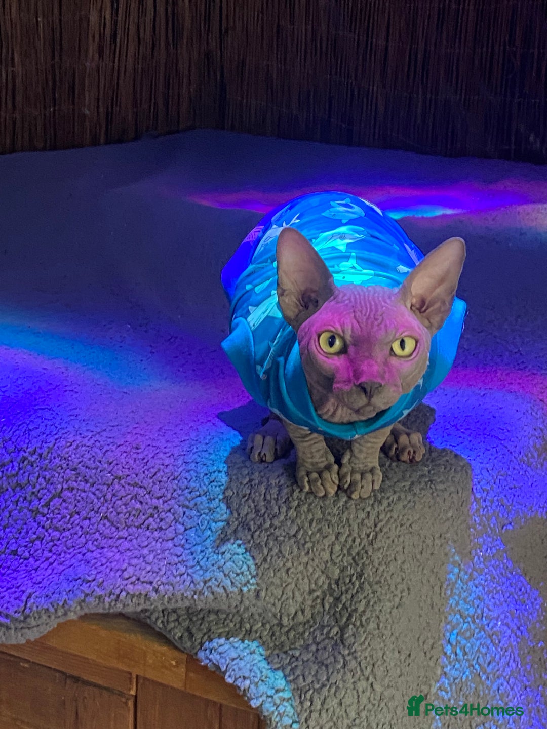 Sphynx cats for sale: Beautiful blue boy  - Image 5