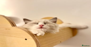 Ragdoll cats - Advert 13