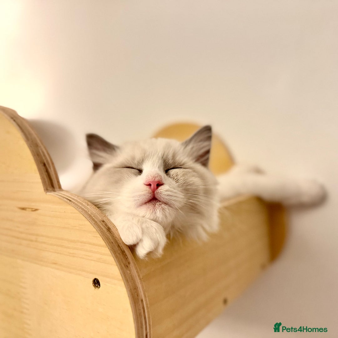 Ragdoll cats for sale: Ragdoll kittens TICA beautiful quality cats  - Image 2