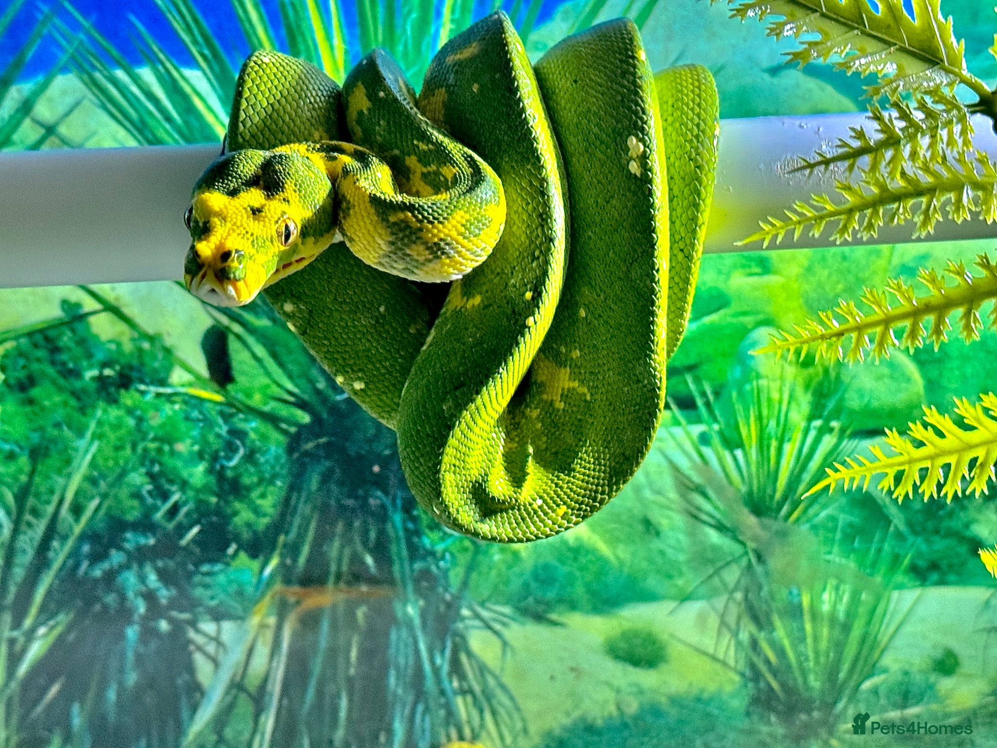Python Snake reptiles Male Green Tree Python  - Advert 1