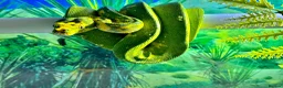 Python Snake reptiles for sale: Male Green Tree Python  - Advert 1