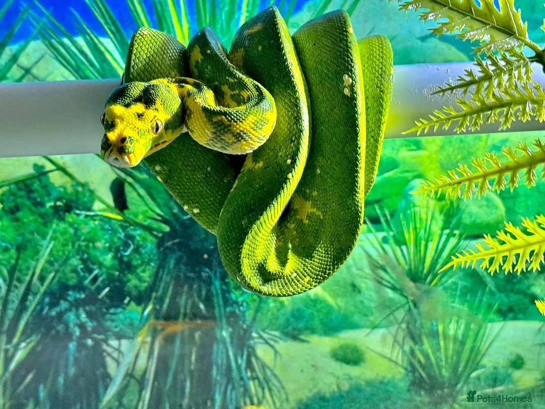 Python Snake reptiles for sale: Male Green Tree Python  - Advert 1