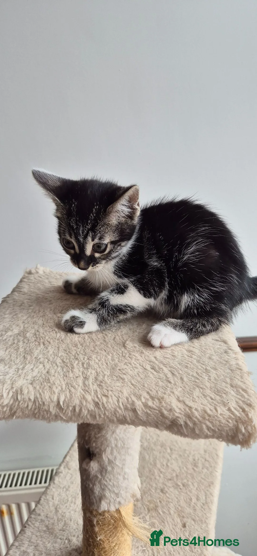 Mixed Breed cats for sale: Half bengal kittens - Advert 2