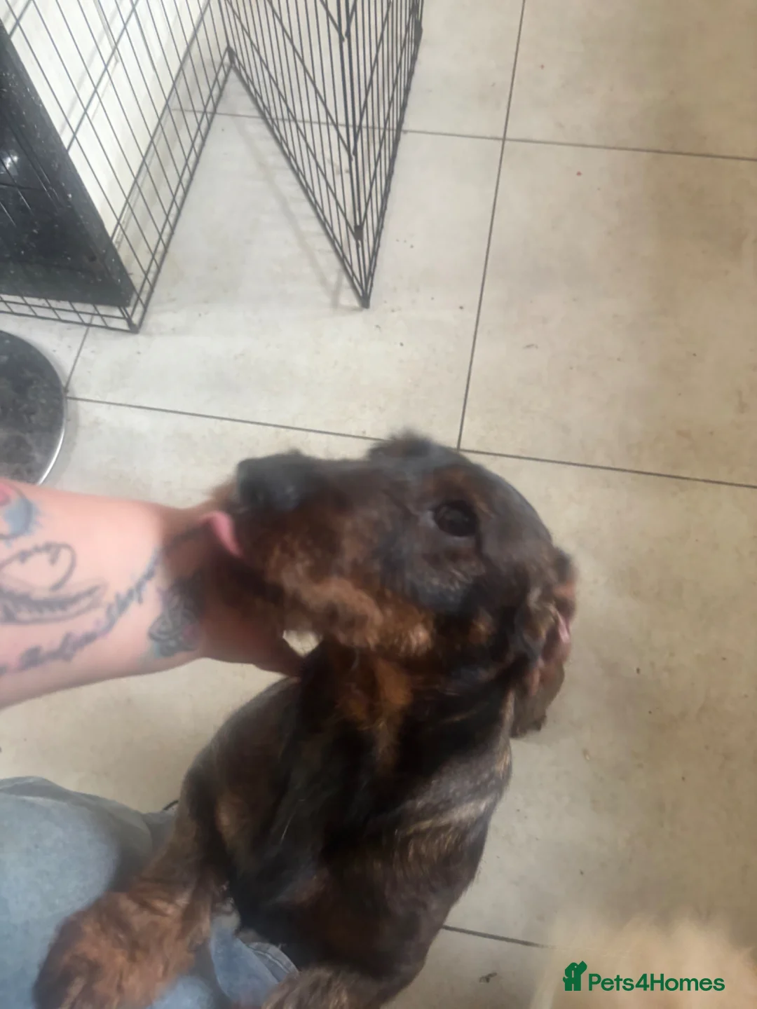 Dachshund dogs for sale: Teckel Dachshund looking for loving home - Advert 1