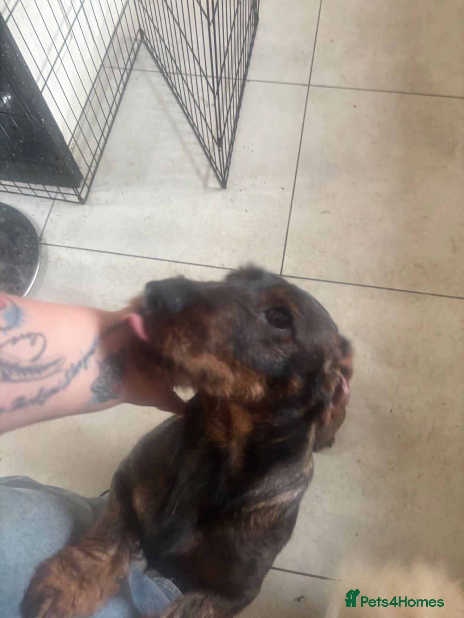 Dachshund dogs Teckel Dachshund looking for loving home - Advert 6
