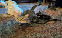 Domestic Shorthair cats for sale: Babies ready for their new homes NOW 🥰 - Image 14