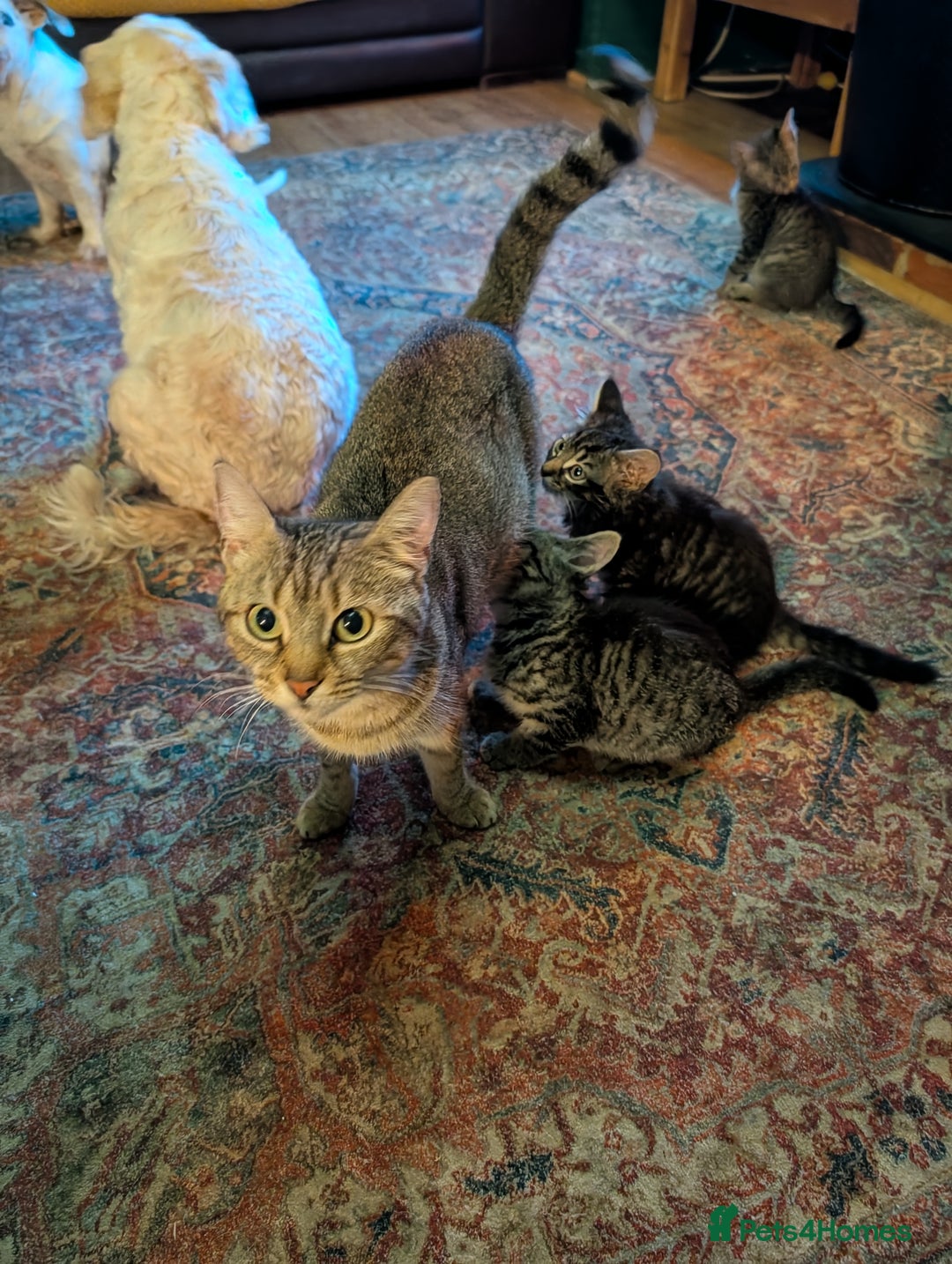 Domestic Shorthair cats for sale: Babies ready for their new homes NOW 🥰 - Image 14