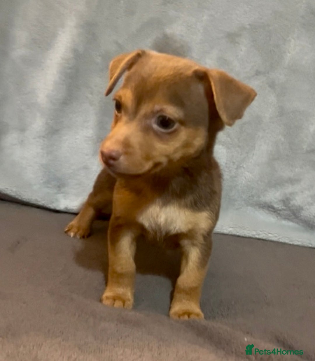Jack Russell dogs for sale: 🌈 Rare Coloured Old Fashion Type Jack Russel’s 😂 - Image 1