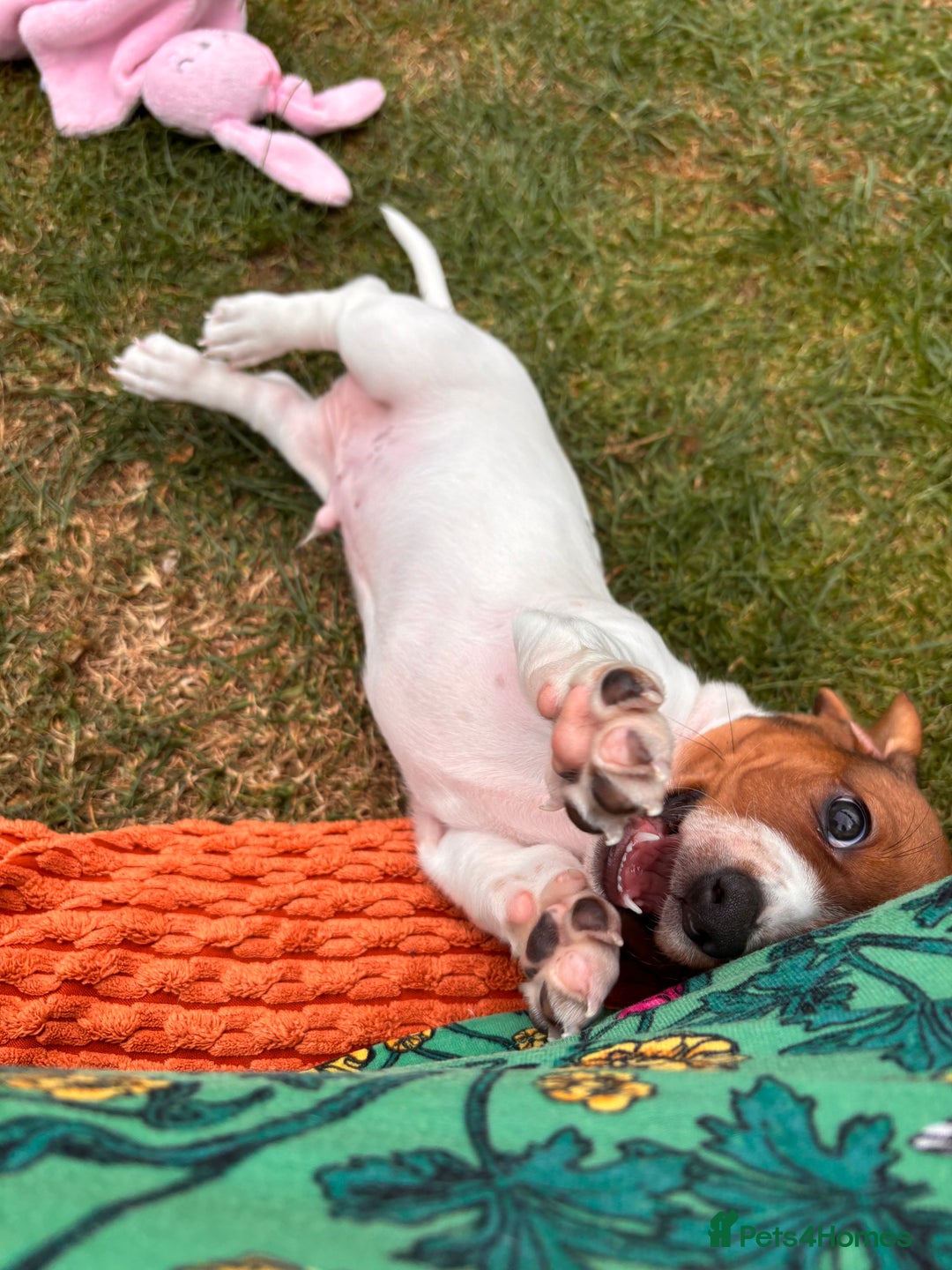 Miniature Dachshund dogs for sale: Pure Piebald Puppies Russian Champion Lines  - Image 15