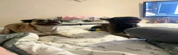 Frug dogs for sale: Female and male frug - Advert 7